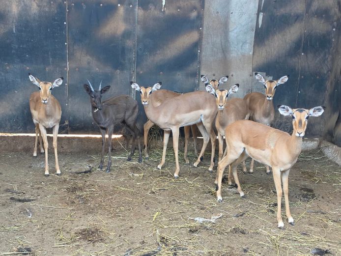 ROOIBOK | DRIEFONTEIN BOERDERY