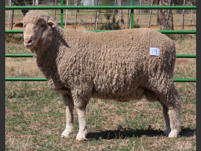 34 | Rooipoort Poenskop Merinos                
