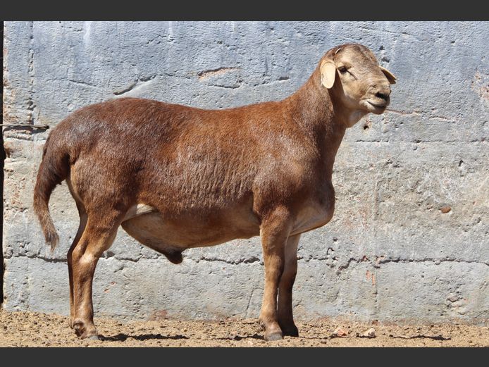 CRL 24.549 | Riaan Liebenberg - Hanri Meatmasters