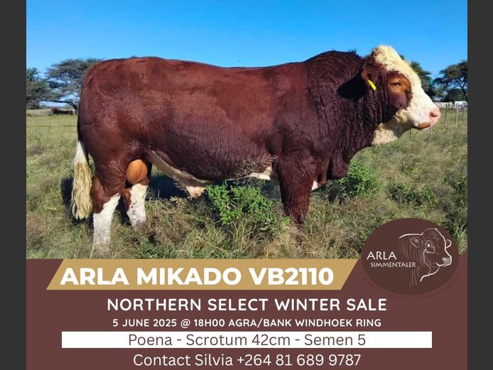 VB2110|ARLA SIMMENTALER
