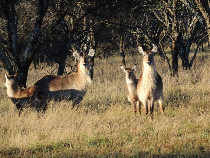 WATERBOK KOEIE