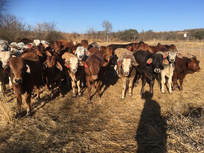 Weaner Calves