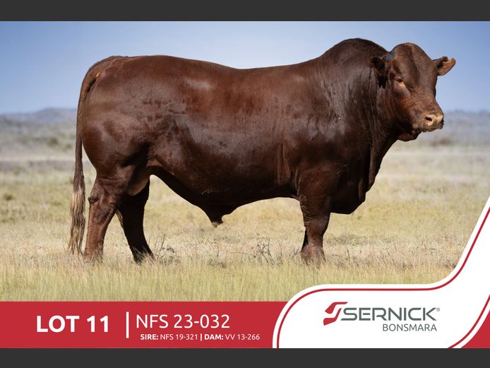 NFS 230032 | SERNICK BONSMARA STOET