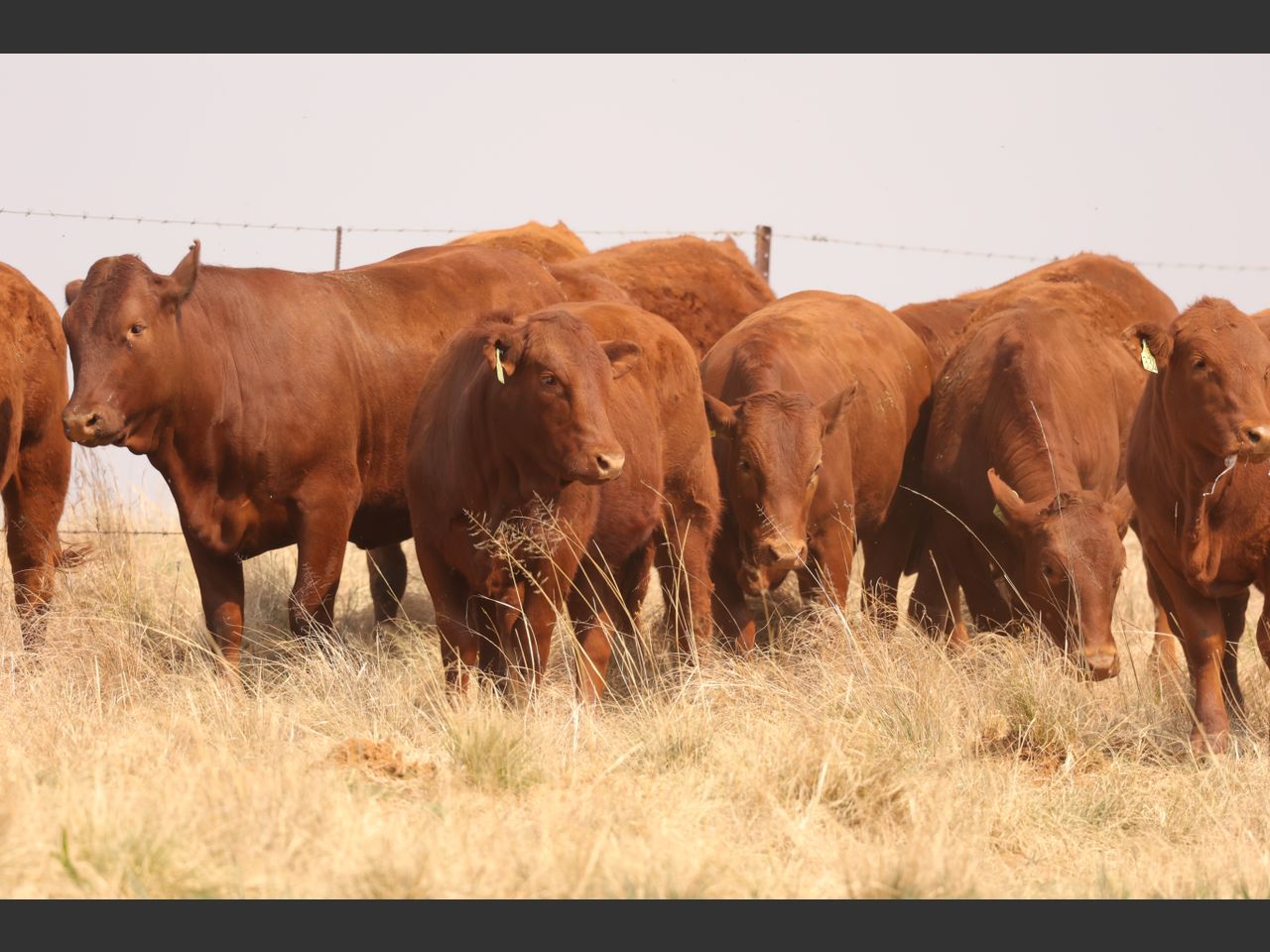 Lot 31 | PRESTIGE AANTEELVEILING | SwiftVEE | South Africa’s Leading ...