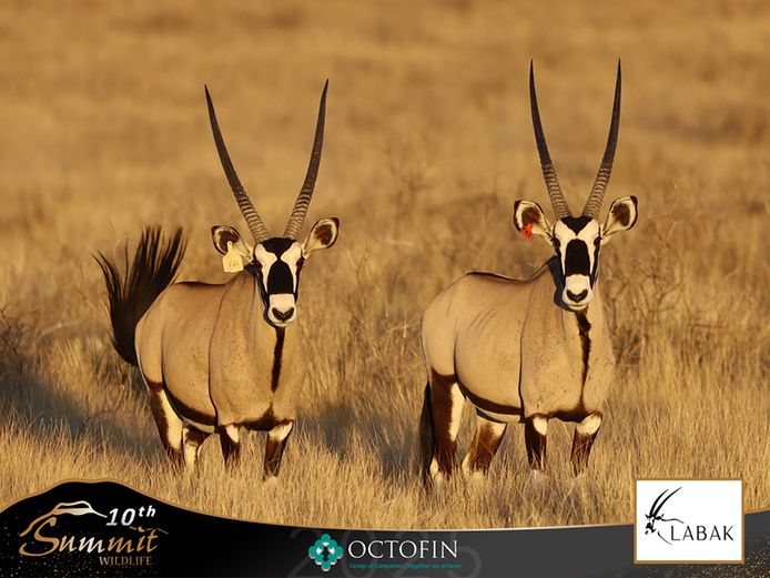 39-41" Oryx Hunting Bulls	