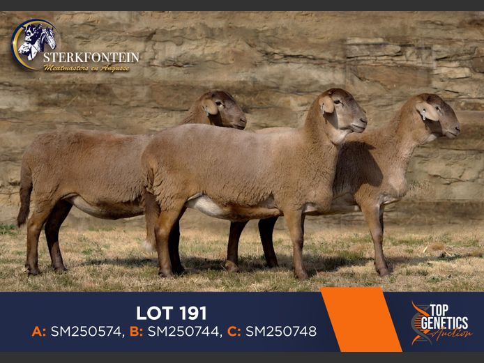 Ewes | STERKFONTIEN MEATMASTER
