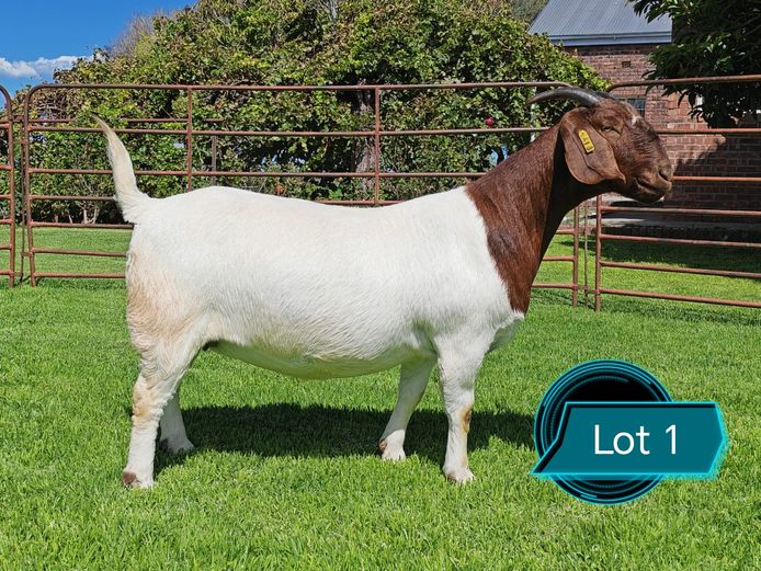 762220418 | Lukas Burger Boerbokstoet