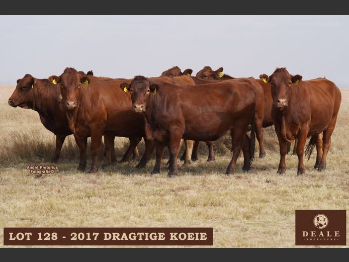 Dragtige Koeie