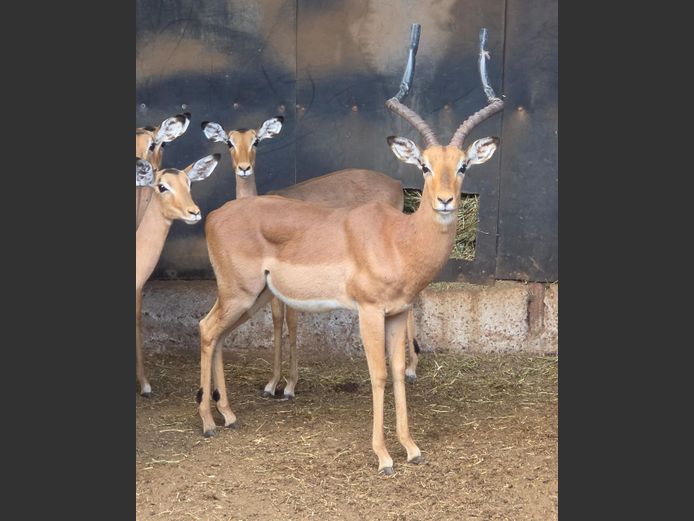 ROOIBOK | IMPISI SAFARIS