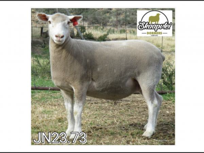 JN 230073 | J.J. NEL & SEUN