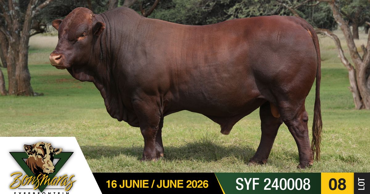 Lot 8 | SYFERFONTEIN BONSMARAS VEILING | SwiftVEE | South Africa’s ...