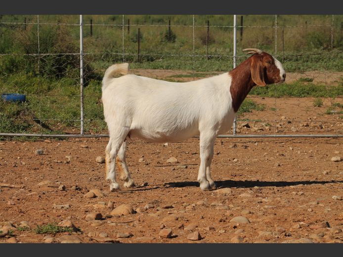 25-115 | Middelwater Boerbokke