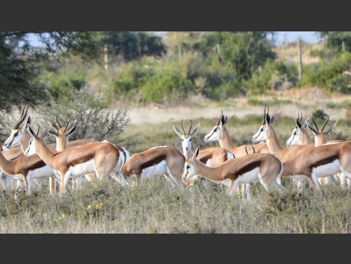 Springbok Mixed | Casper De Klerk Wilddienste