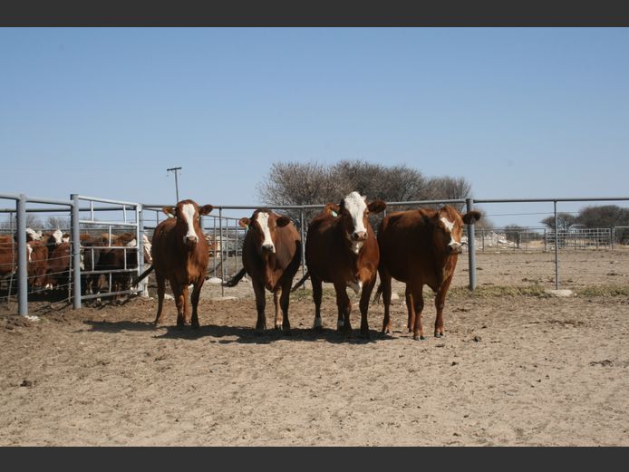 Commercial Animals