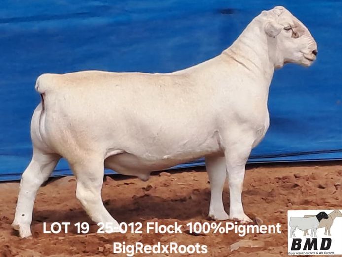 25-012 | BROER MARITZ DORPERS