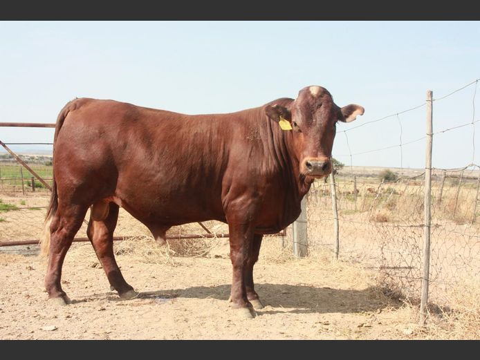 FJB 220013 | JUBILEE BONSMARAS