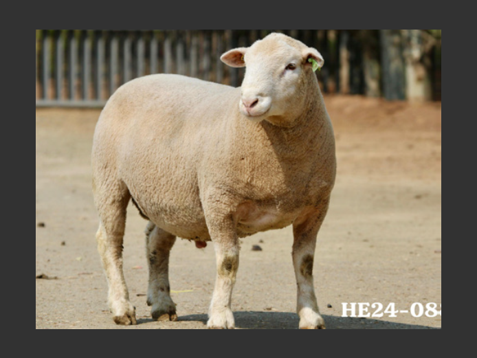 HE  240082 | EKSTEENS HATARI