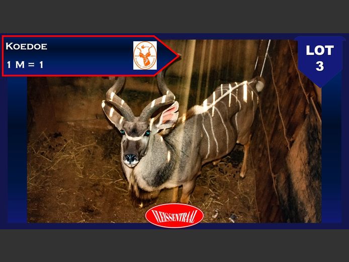 NICO ROUX WILDVEILING | SwiftVEE | South Africa’s Leading Online ...