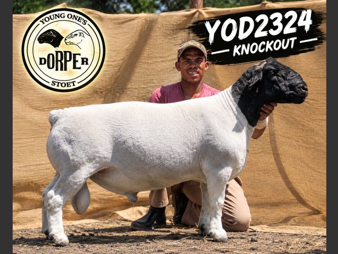 YOD 2324-2837 "Knockout" | YOUNG ONE'S DORPERS