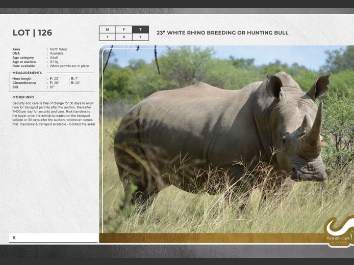 White Rhino | Mafunyane Wildlife Services CC.