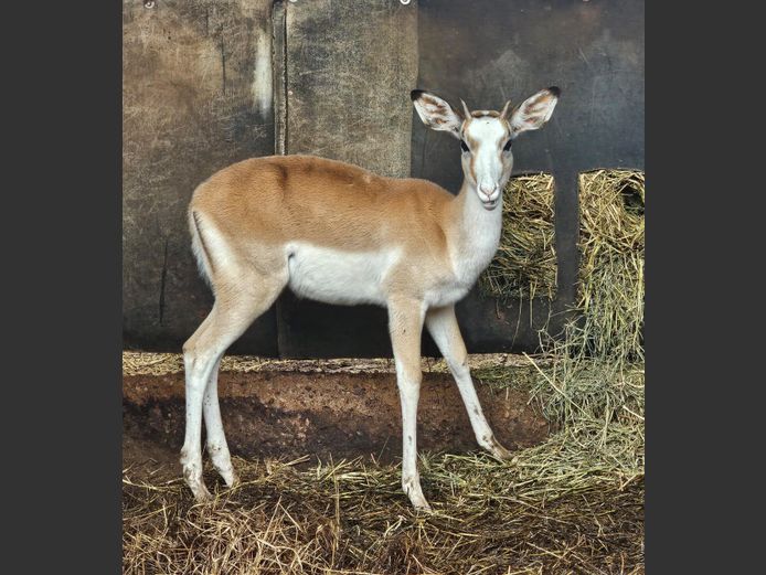 WHITE FLANK ROOIBOK | 3 SOUTH GROUP