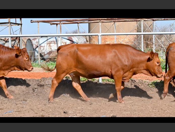 Commercial Animals | PE ROUX