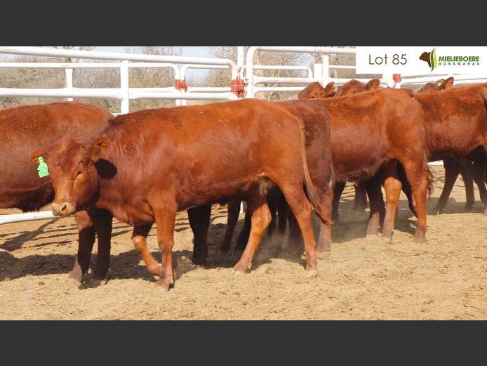 Kommersiële Vroulike Diere