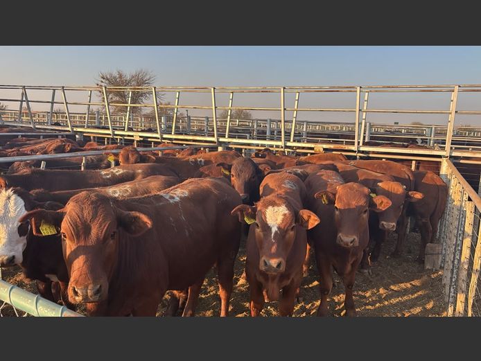 AGRA MARIENTAL WEANER AUCTION