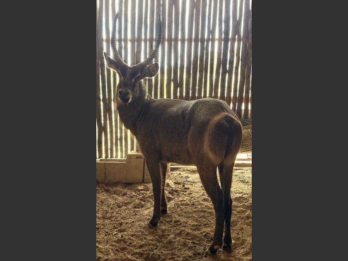 Waterbok Bul