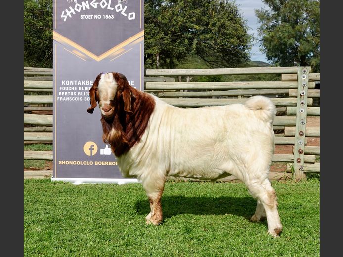 1563-20-0234 | SHONGOLOLO BOER GOAT STUD