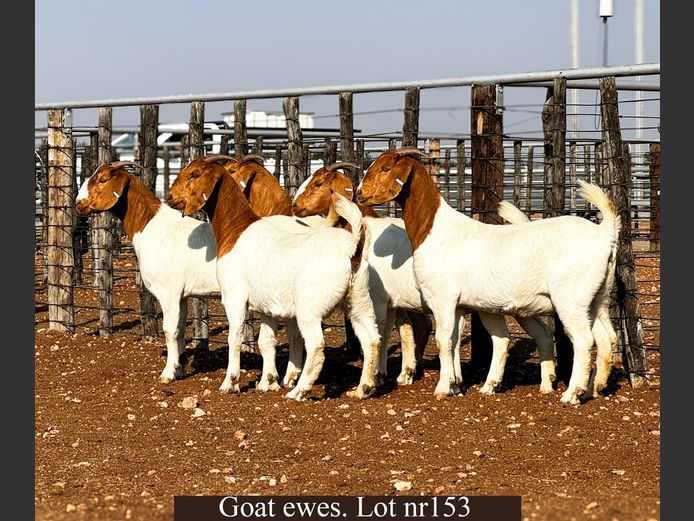 COMMERCIAL EWES | George Pearson