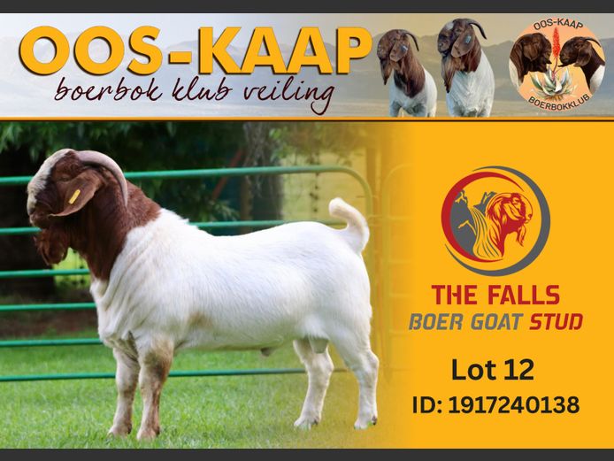 24-138 | The Falls Boergoat Stud