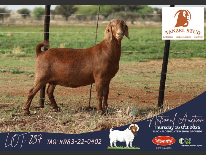 KR83-22-402 | Theunis Nel (Tanzel)