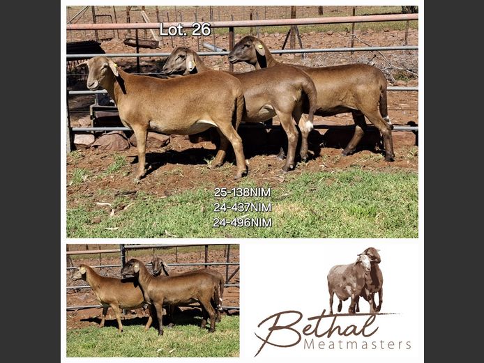 25-138 NIM | 24-437 NIM | 24-496 NIM | BETHAL MEATMASTERS