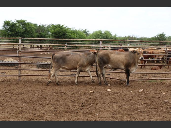 Commercial Animals | JP du Preez