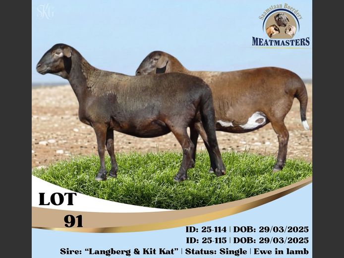 25-114DPIV | 25-115DPIV | SAAMSTAAN BOERDERY MEATMASTERS