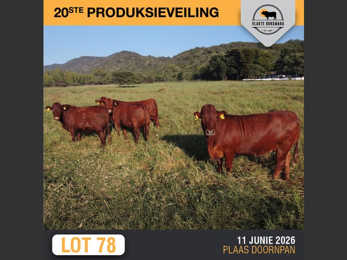 Commercial Animals | MOORDDRIFT BONSMARAS