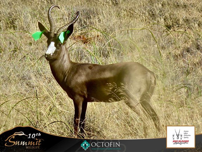 15 5/8" Black Springbok Ram