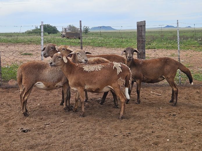 Ooie | GF Van Rooyen