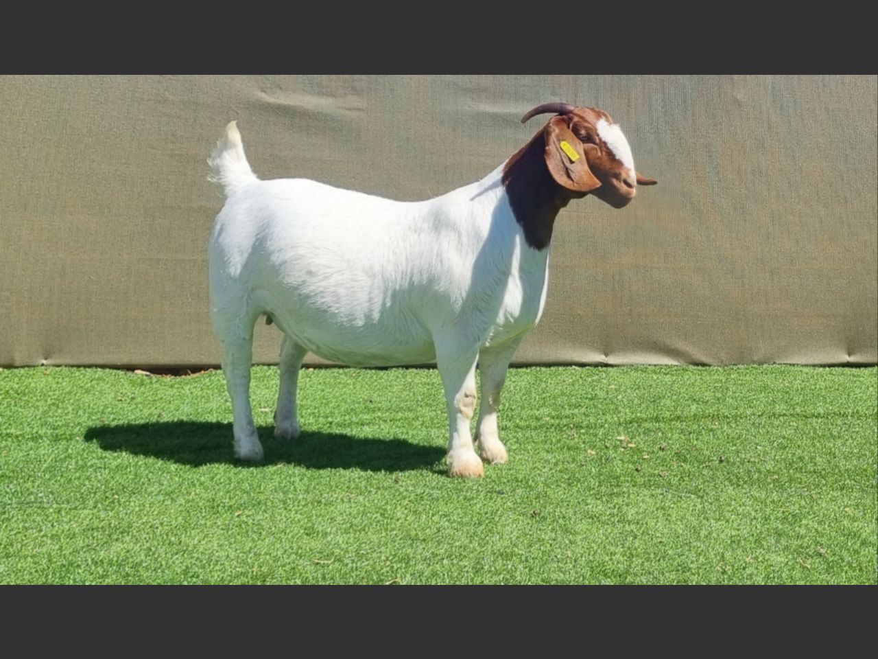 Lot 95 | BOER GOAT WORLD SHOW AUCTION | SwiftVEE | South Africa’s ...