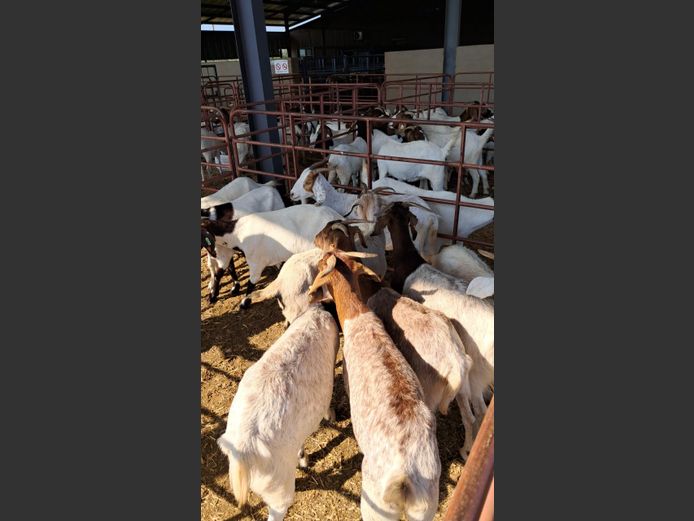 BOERBOK | NAZARDI BOERDERY