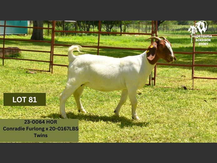 23-0064HOR| HORTENTIA MEATMASTERS