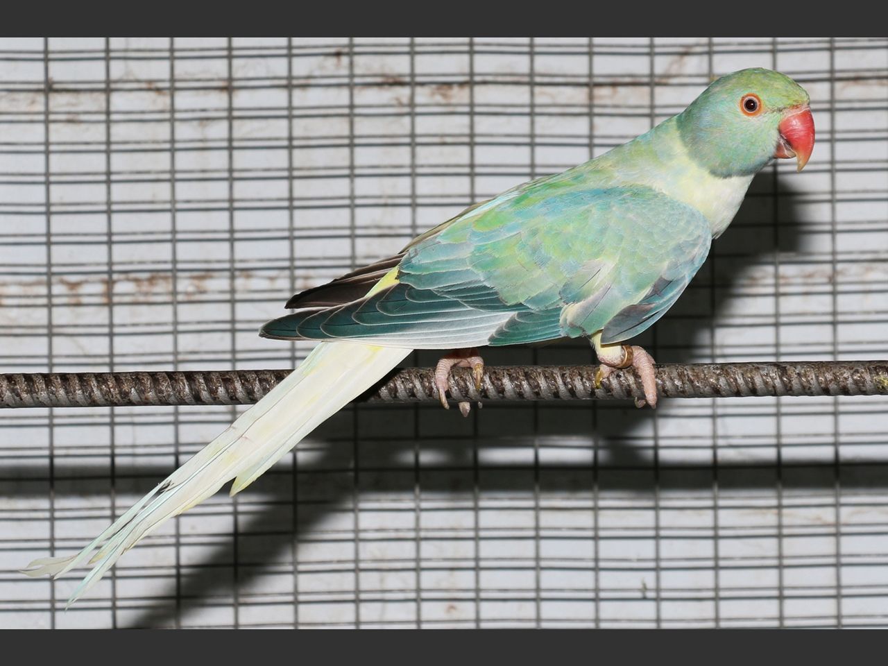 images