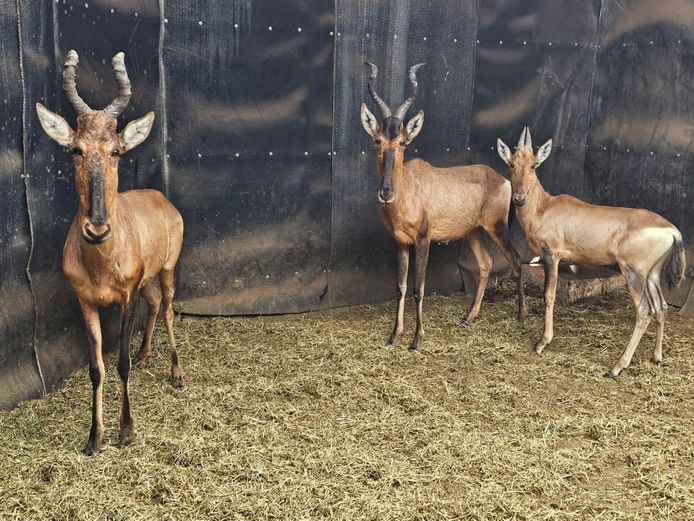 RED HARTEBEEST | 1 x BIG HORN | 2 x HARLOU				