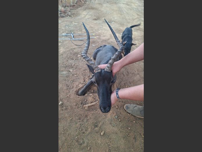 Potential Animals On Auction