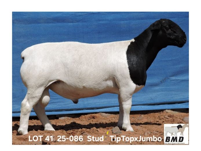 25-086 | BROER MARITZ DORPERS