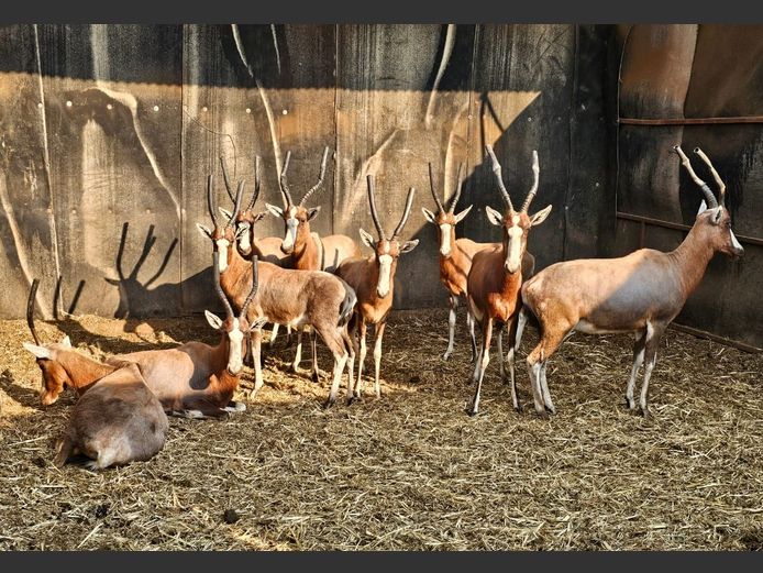 BLESBUCK | HUGOMOD
