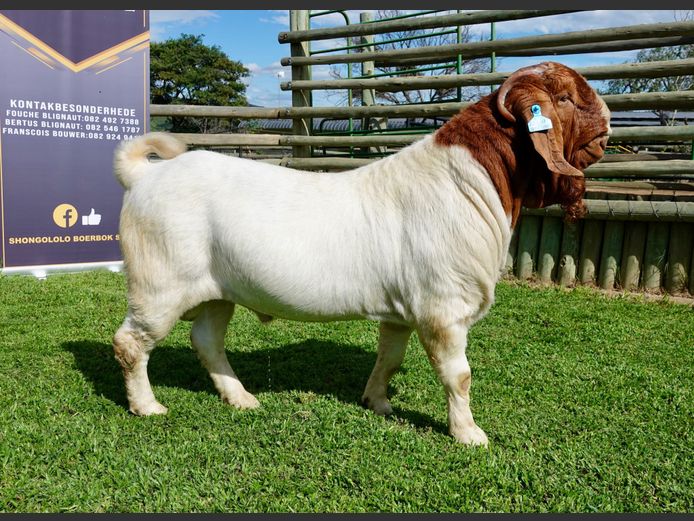 1563-20-0421 BUGGATI | SHONGOLOLO BOER GOAT STUD