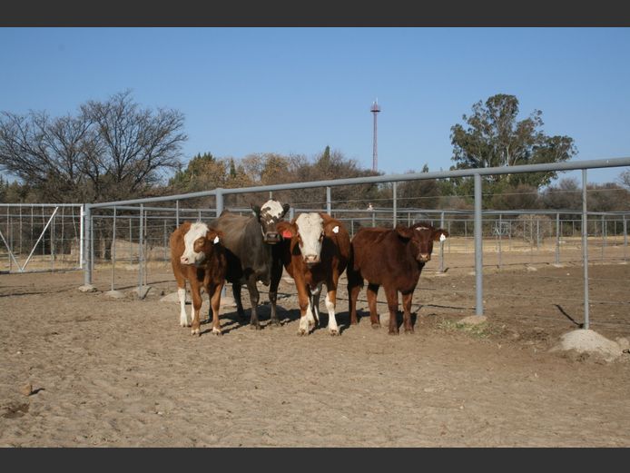 Commercial Animals
