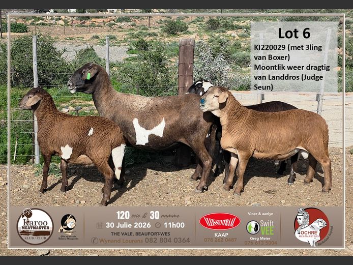 KI220029 | Boemie Saaiman - Ochre Meatmasters